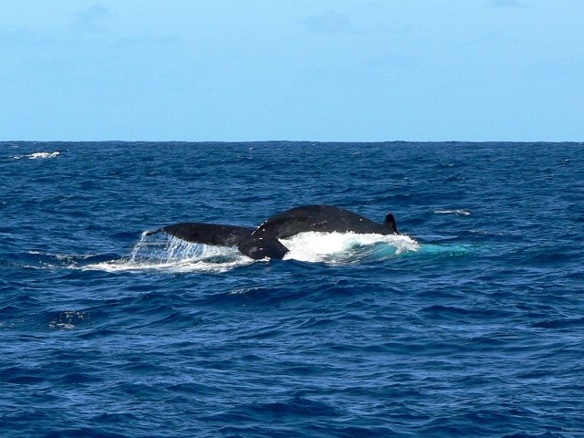 17- Baleines, groupe 3, en mer, sud du lagon 